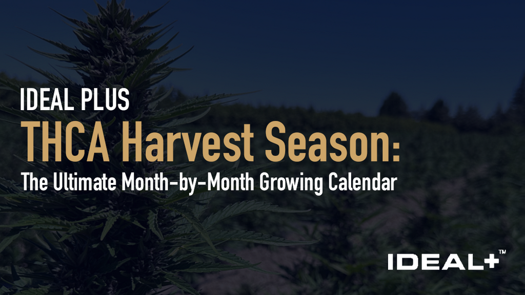 THCA Harvest Season