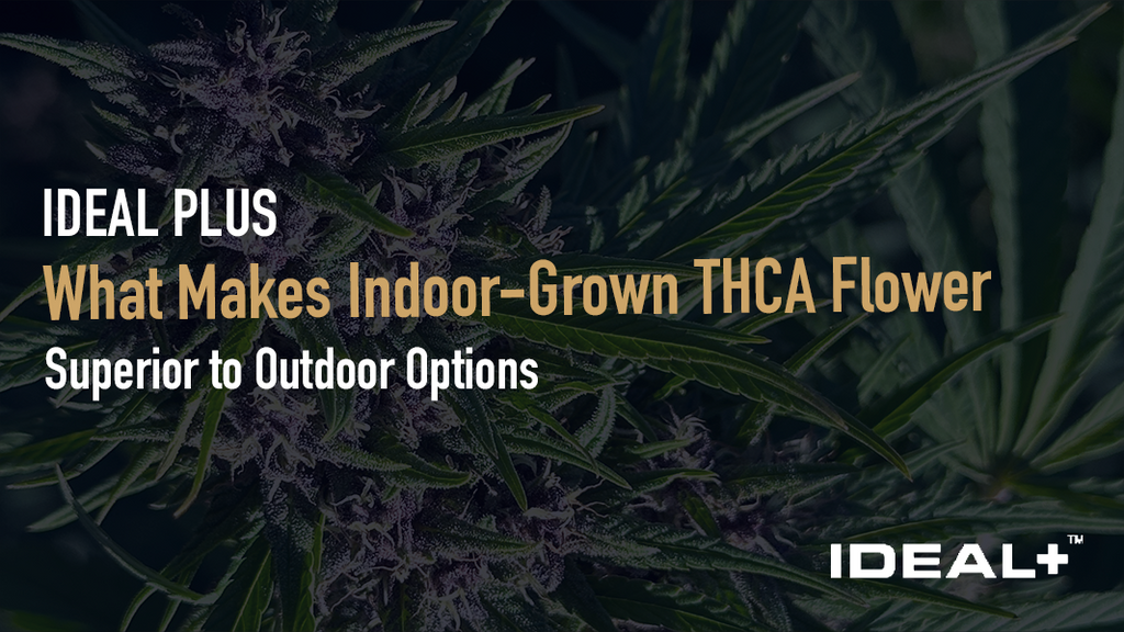 What Makes Indoor-Grown THCA Flower Superior to Outdoor Options
