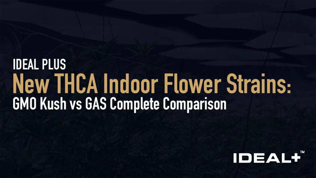 New THCA Indoor Flower Strains