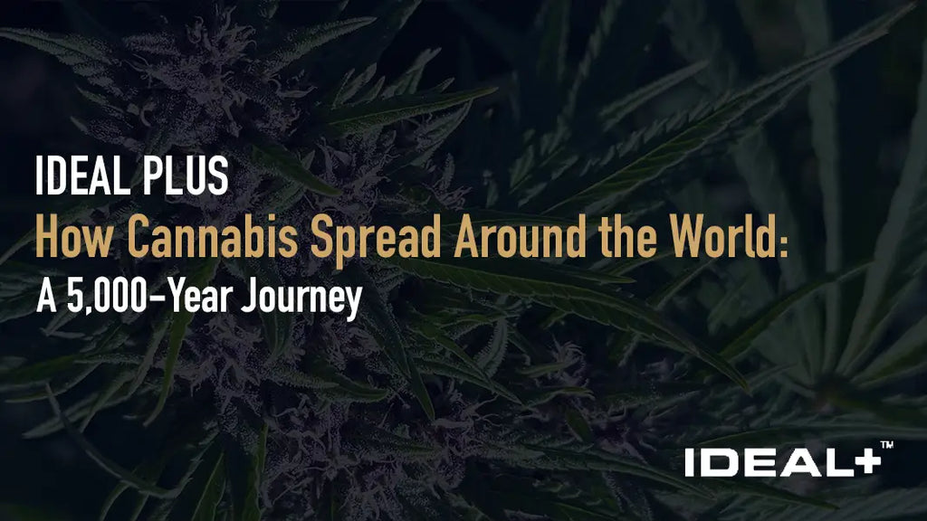 How Cannabis Spread Around the World