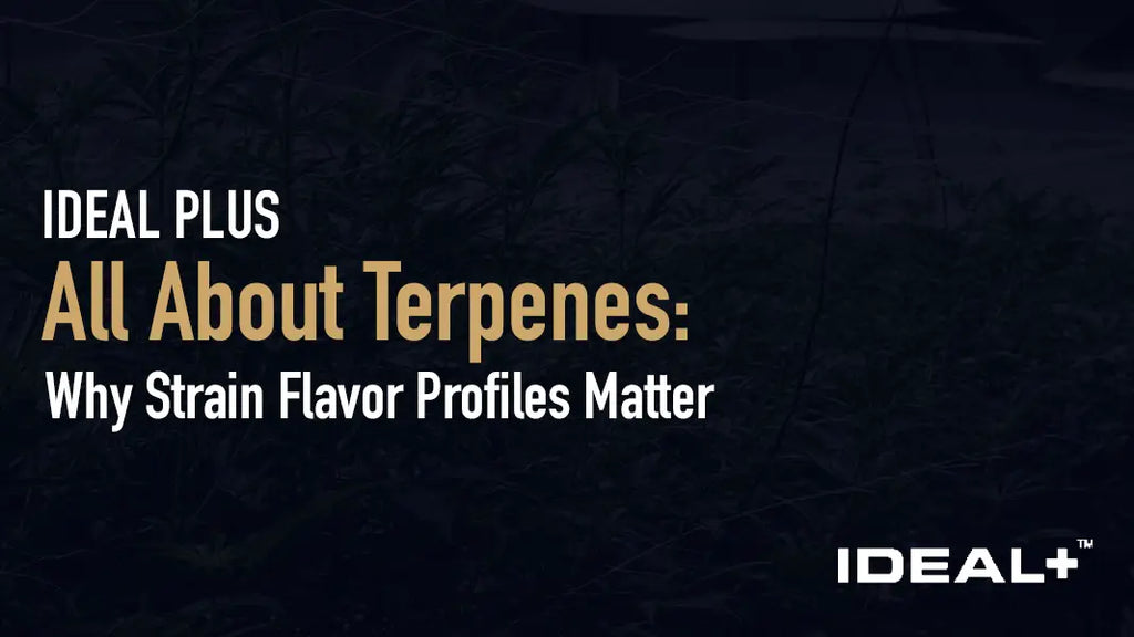 All About Terpenes: Why Strain Flavor Profiles Matter