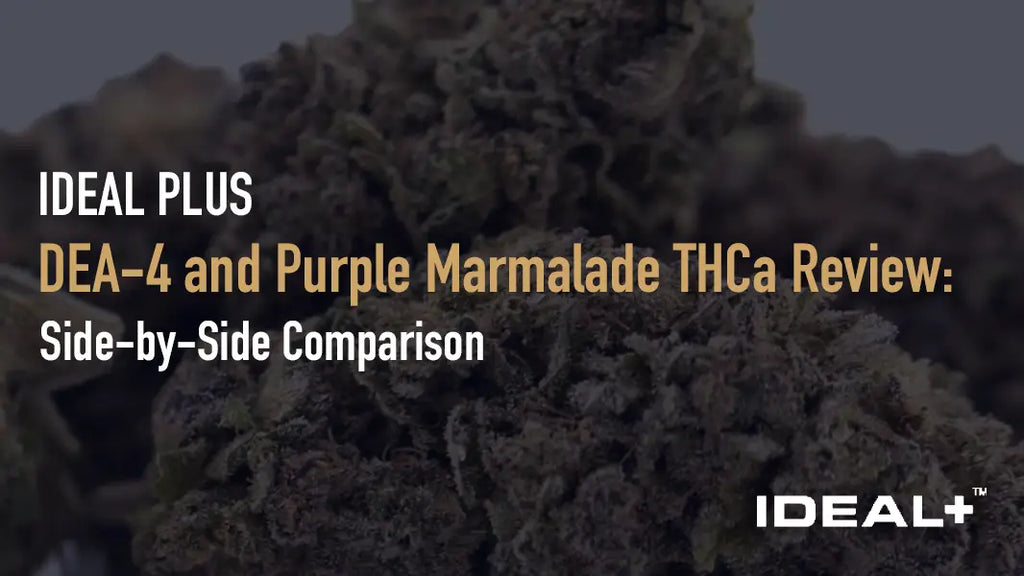 DEA-4 and Purple Marmalade THCa Review