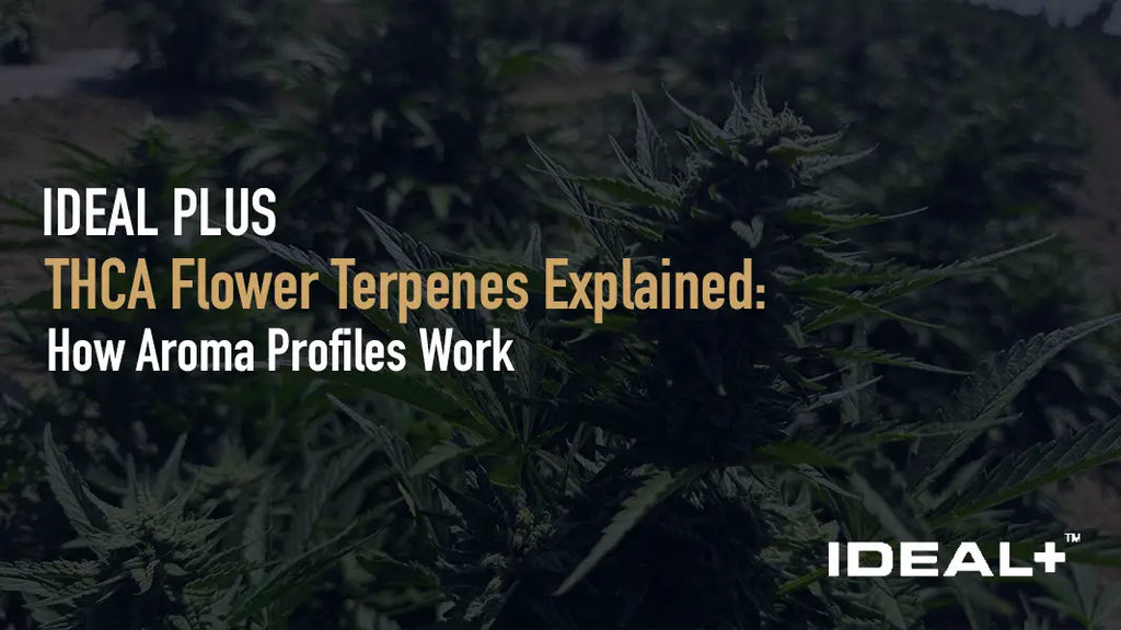 THCA Flower Terpenes Explained