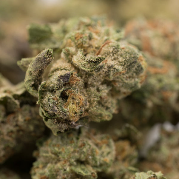 Dried hemp flower with trichomes and orange pistils, ideal for wholesale THCa flower buyers